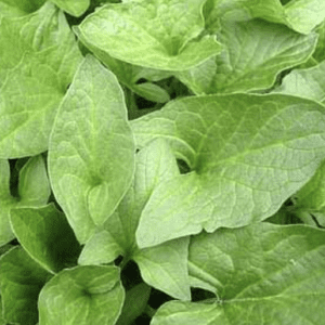 Close-up of fresh green leaves with visible veins.